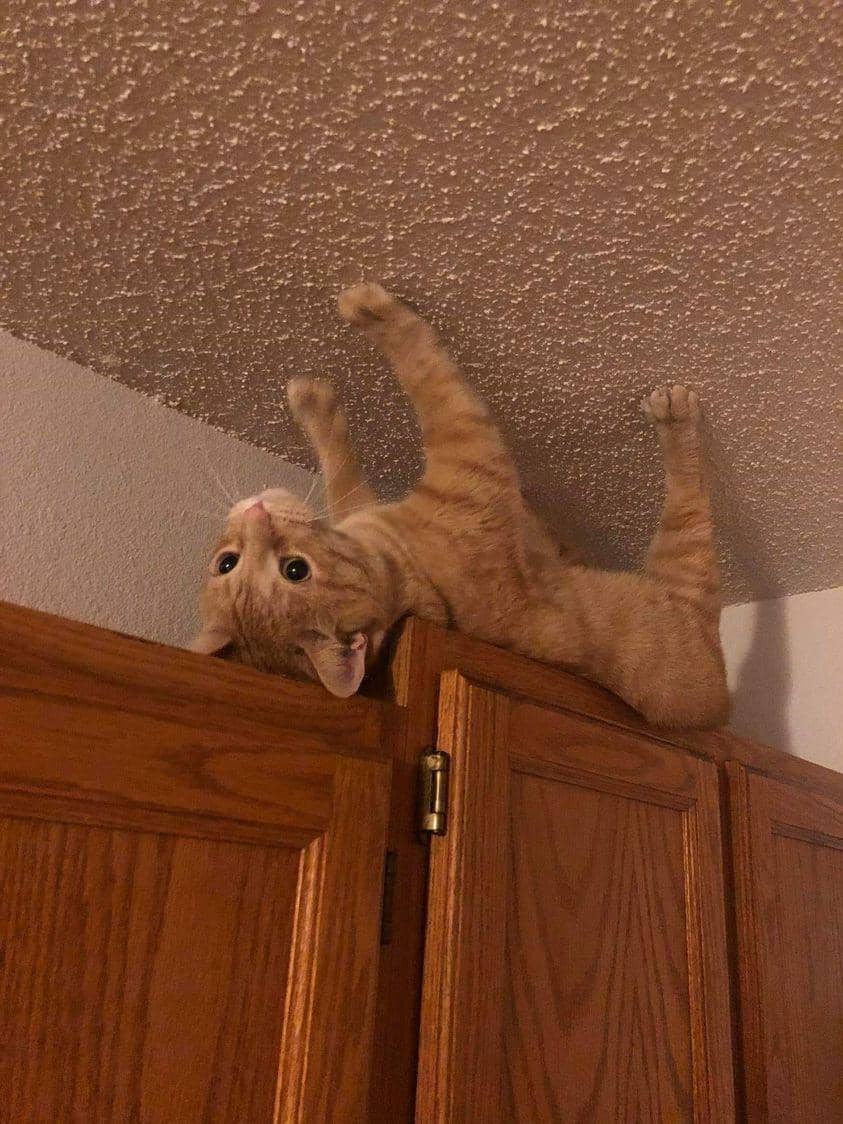 meme kucing nongkrong di plafon