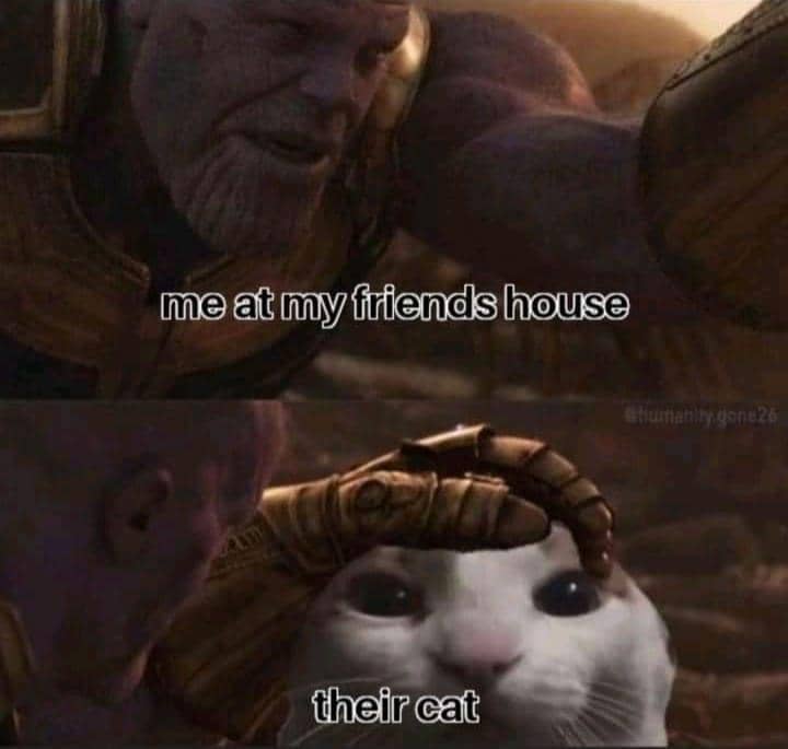 meme kucing tentang tamu