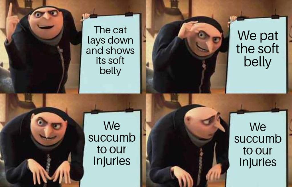 meme mengelus perut kucing