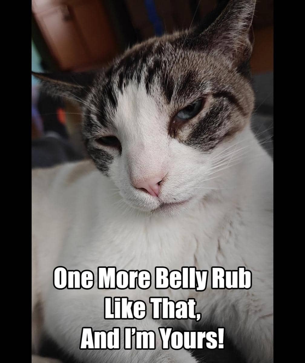 meme mengelus perut kucing