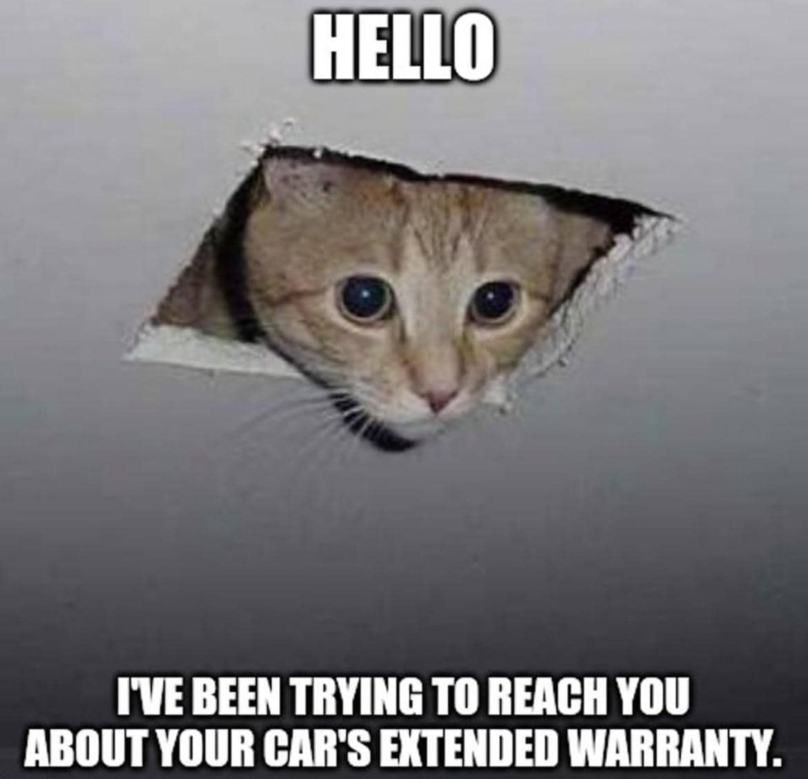 meme kucing nongkrong di plafon
