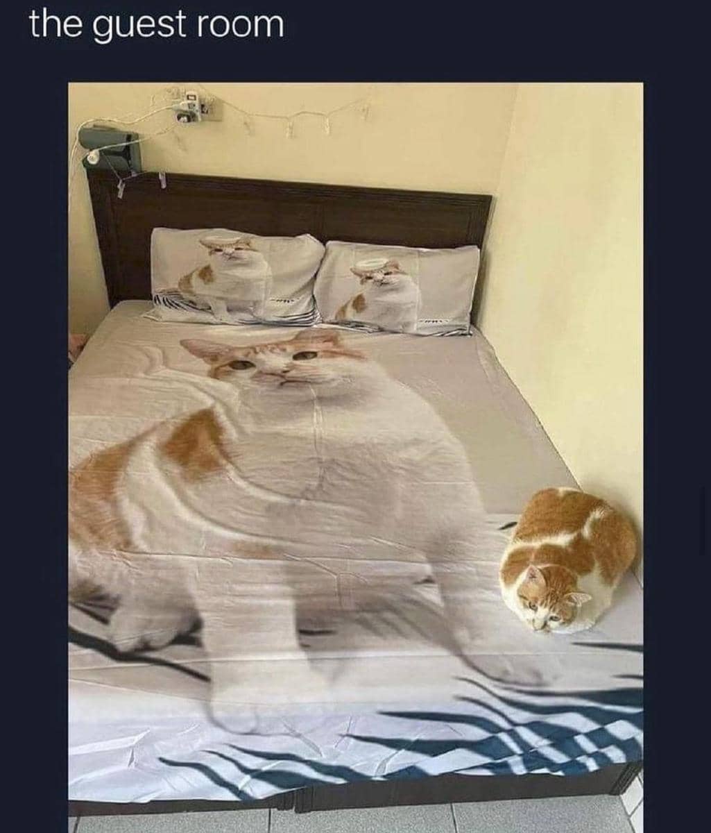 meme kucing tentang tamu