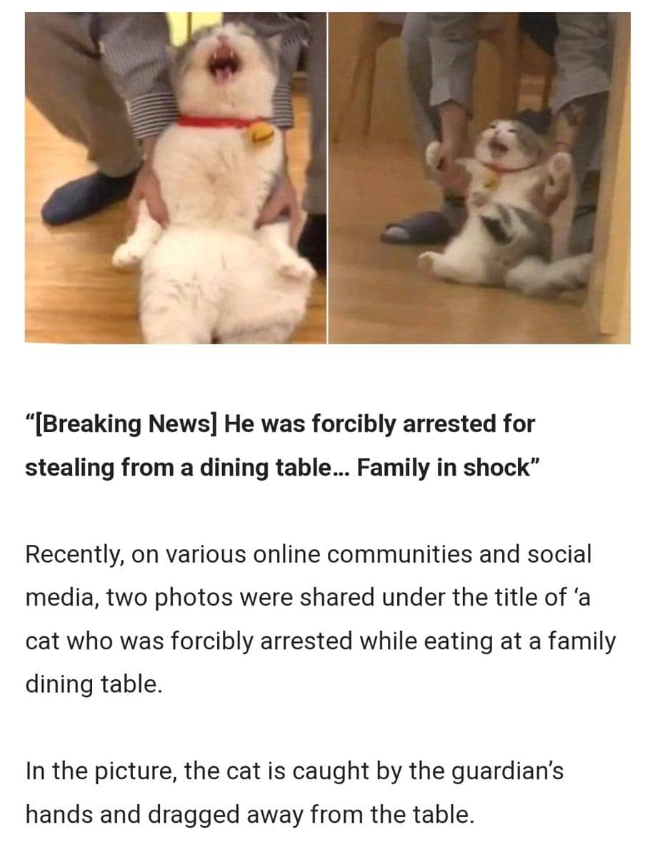 meme kucing tentang mencuri