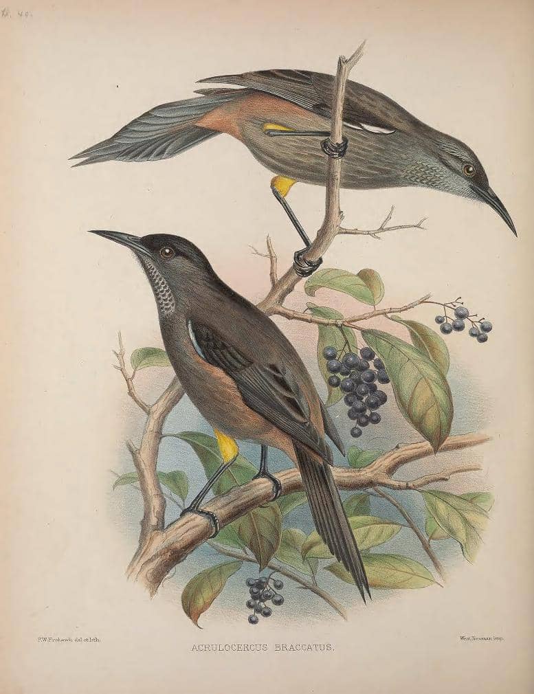 Burung Kaua‘i ʻŌʻō 