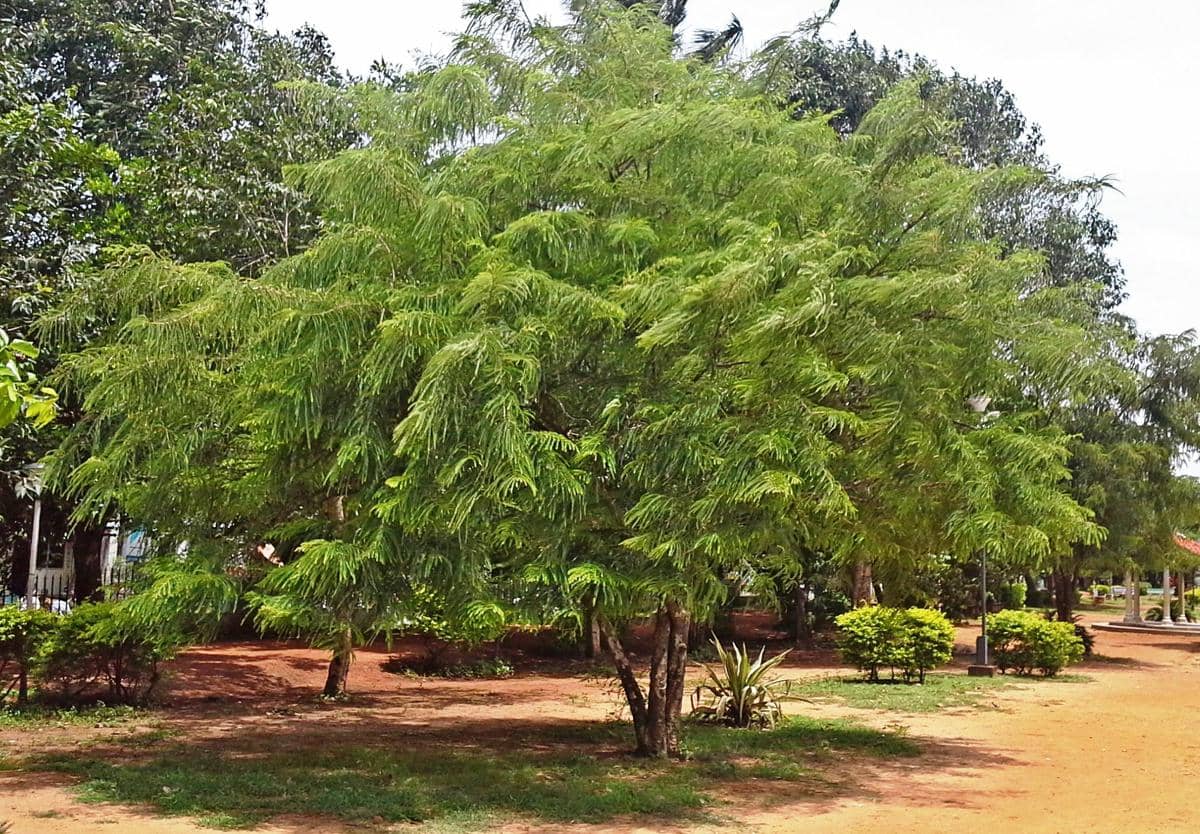 pohon melaka yang menjadi asal-usul nama Melaka