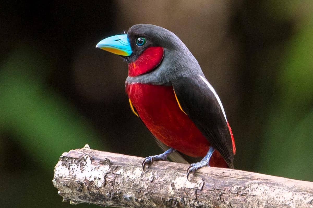 7 Fakta Unik Sempur Hujan, Burung Indonesia yang Berwarna Berani!
