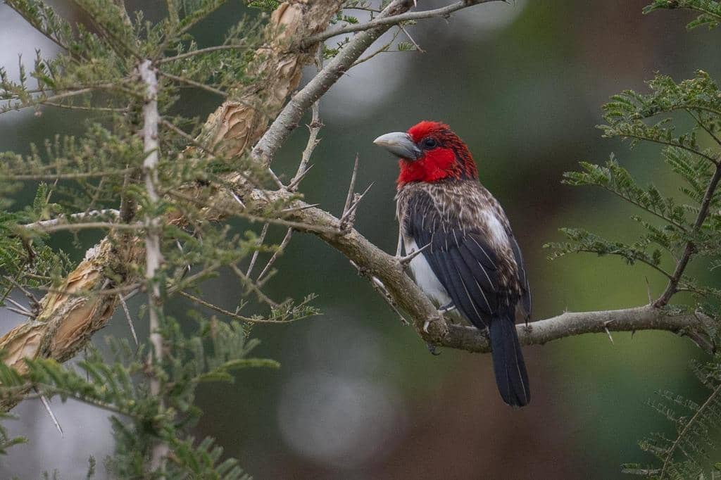Burung Pogonornis melanopterus