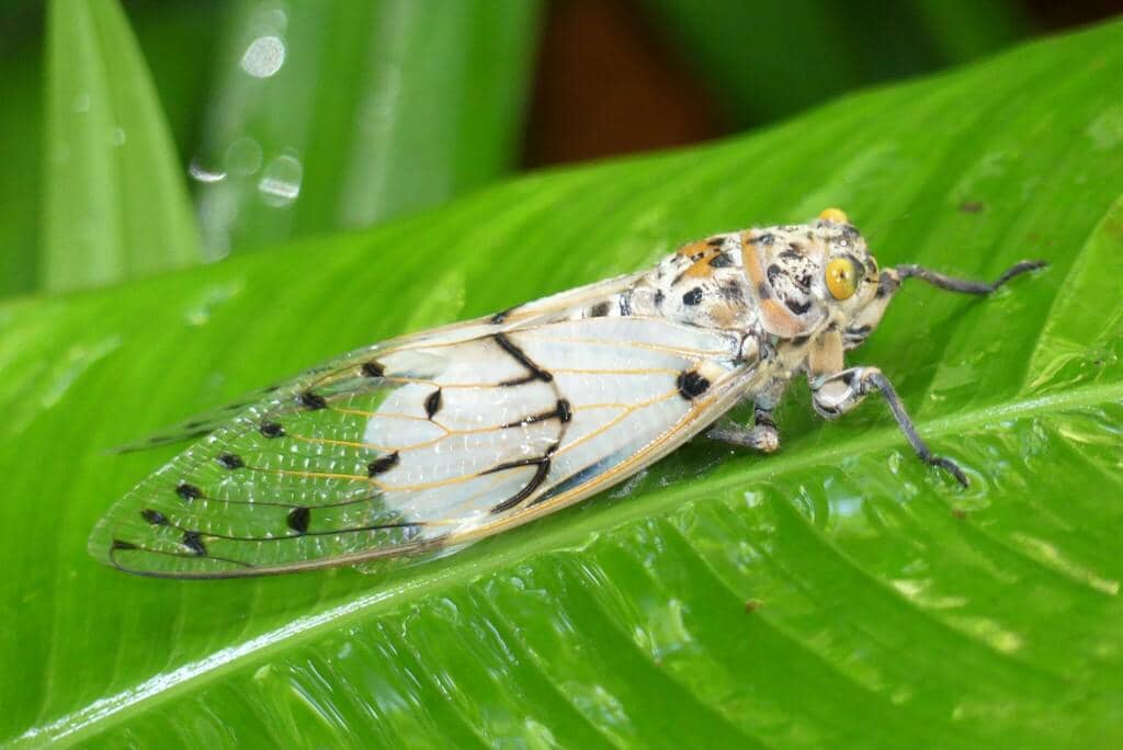 Serangga Ayuthia spectabile