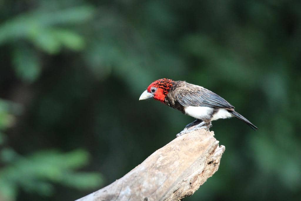 Burung Pogonornis melanopterus