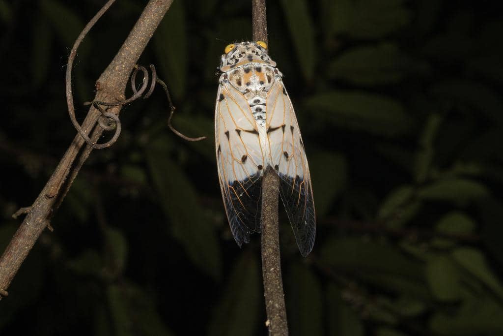 5 Fakta Ayuthia spectabile, si Tonggeret Putih dari Hutan Asia