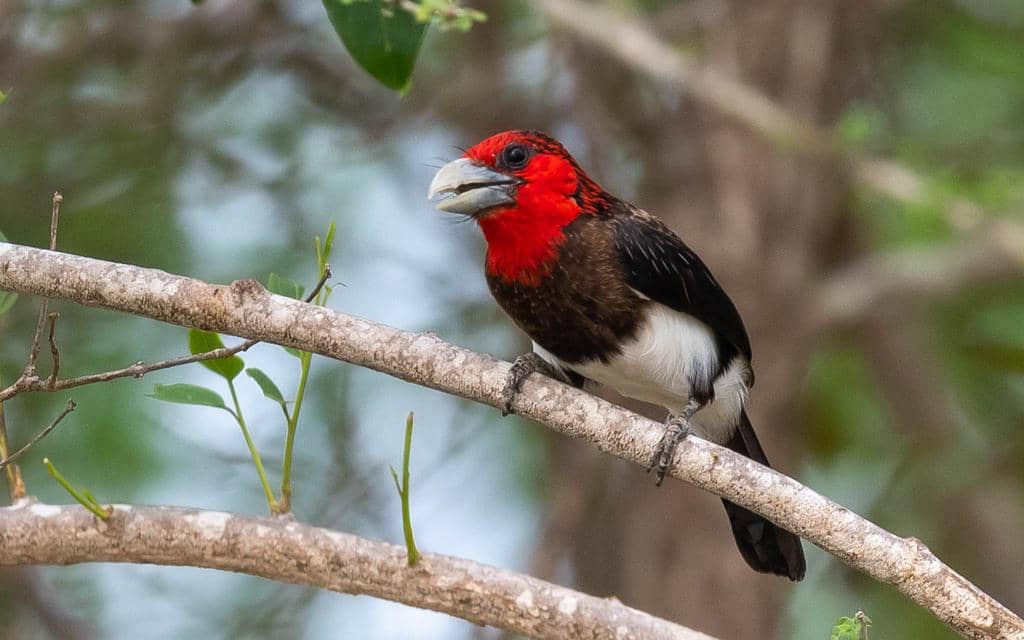 Burung Pogonornis melanopterus