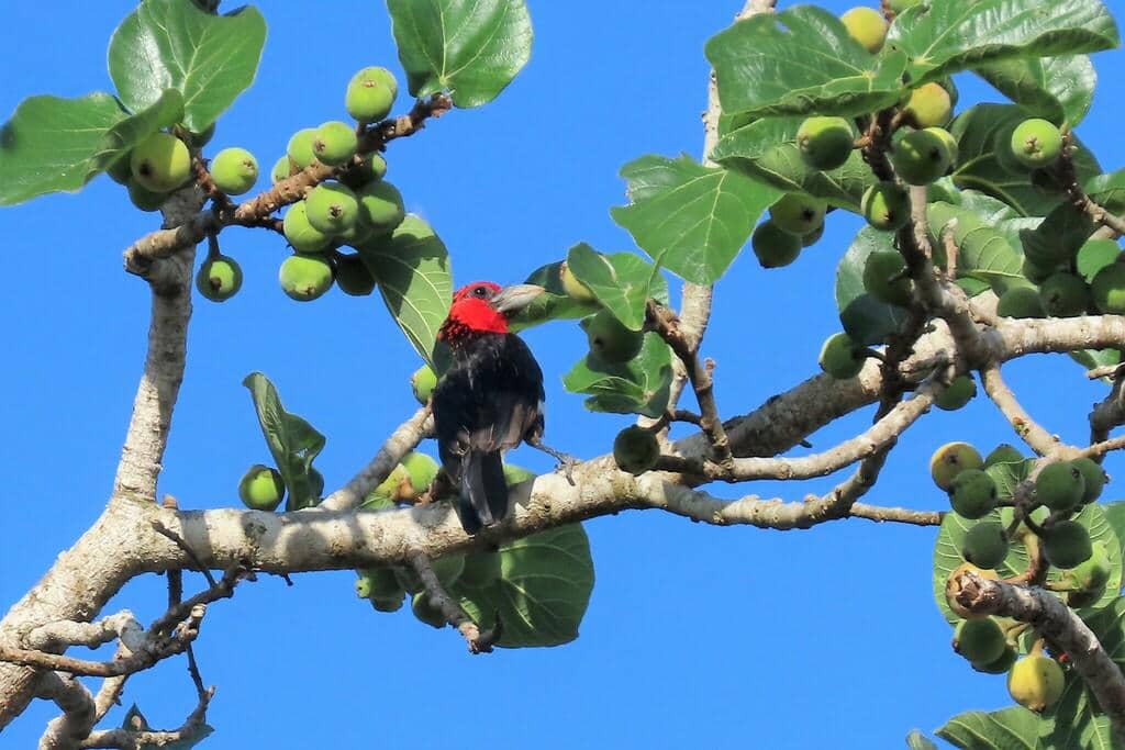 Burung Pogonornis melanopterus