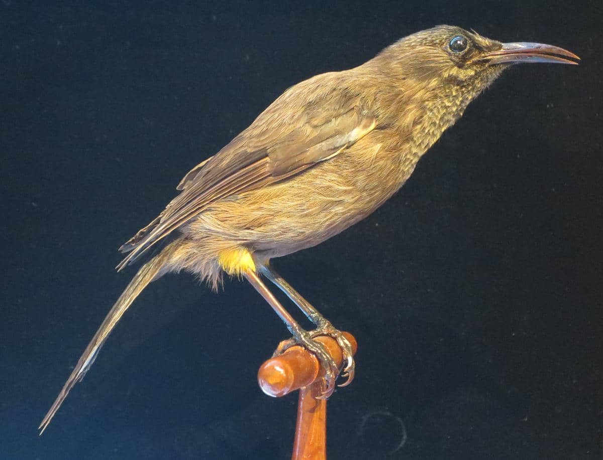 5 Fakta Burung Kauai Oo, Lagu Terakhirnya Menjadi Simbol Kepunahan