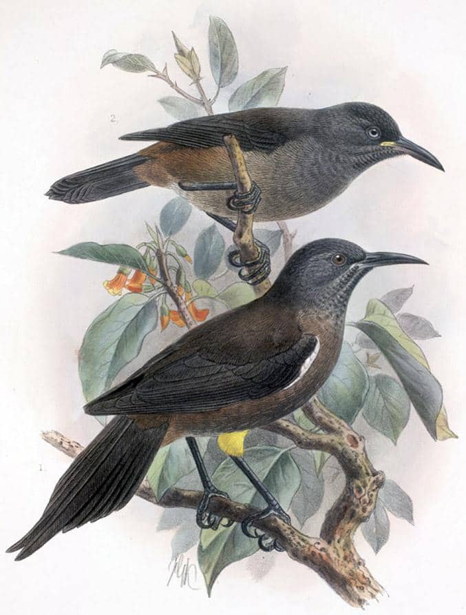 Burung Kaua‘i ʻŌʻō