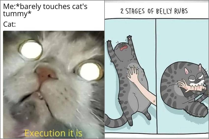 8 Meme Ngelus Perut Kucing, Malah Dibalas Cakaran!