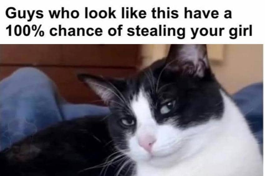 8 Meme Kucing tentang Mencuri, Bisa Ngambil Cewek Orang?