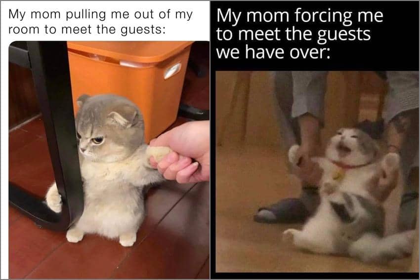 8 Meme Kucing tentang Tamu, Dipaksa Mama buat Menyapa