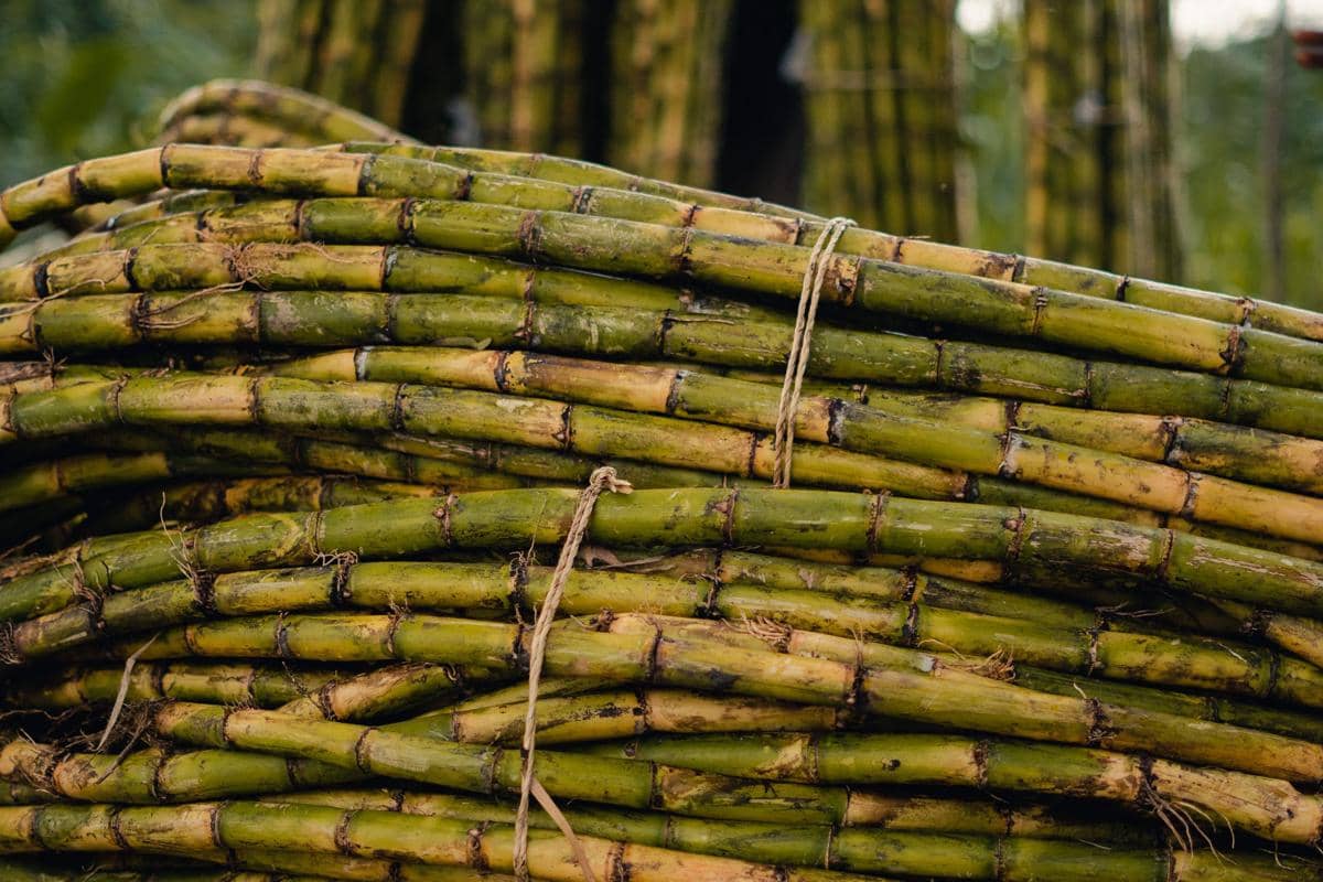 Pohon tebu di ladang sebelum pengolahan