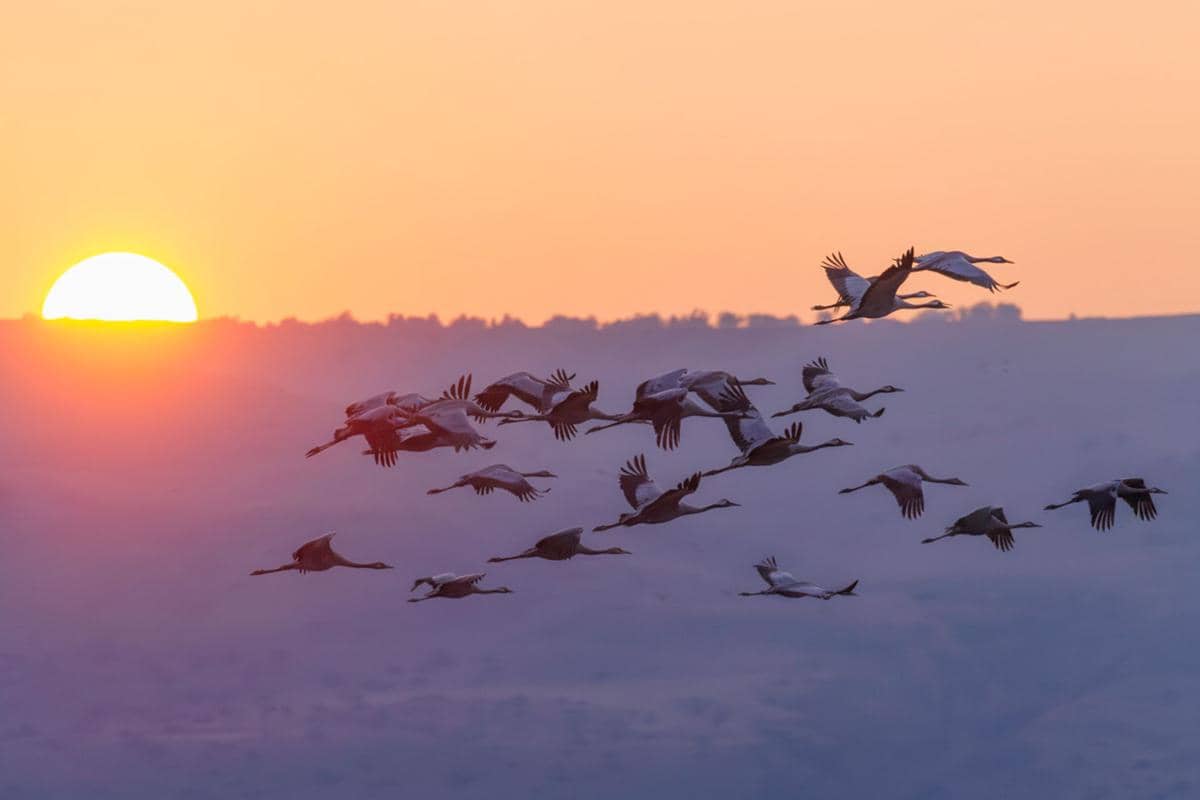 Bagaimana Burung Menemukan Jalan Pulang?