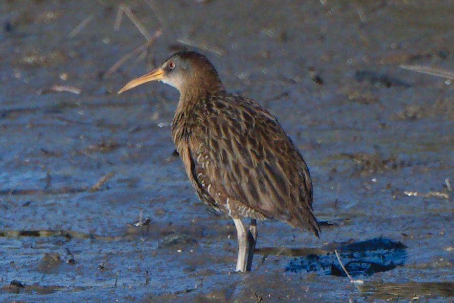 5 Fakta Clapper Rail, Burung Rawa yang Sering Jadi Sasaran Empuk Kucing