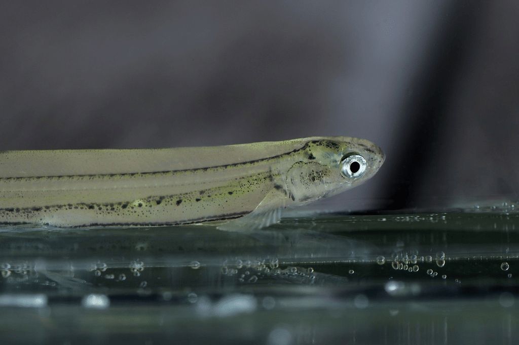 5 Fakta Unik Ikan Galaxias, Bermigrasi dari Laut ke Air Tawar
