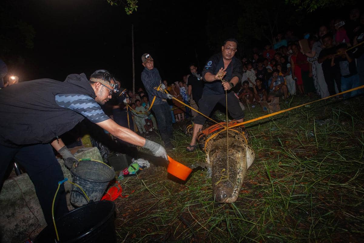 Buaya Muara 4,5 Meter Dievakuasi dari Tambak Warga Sambas