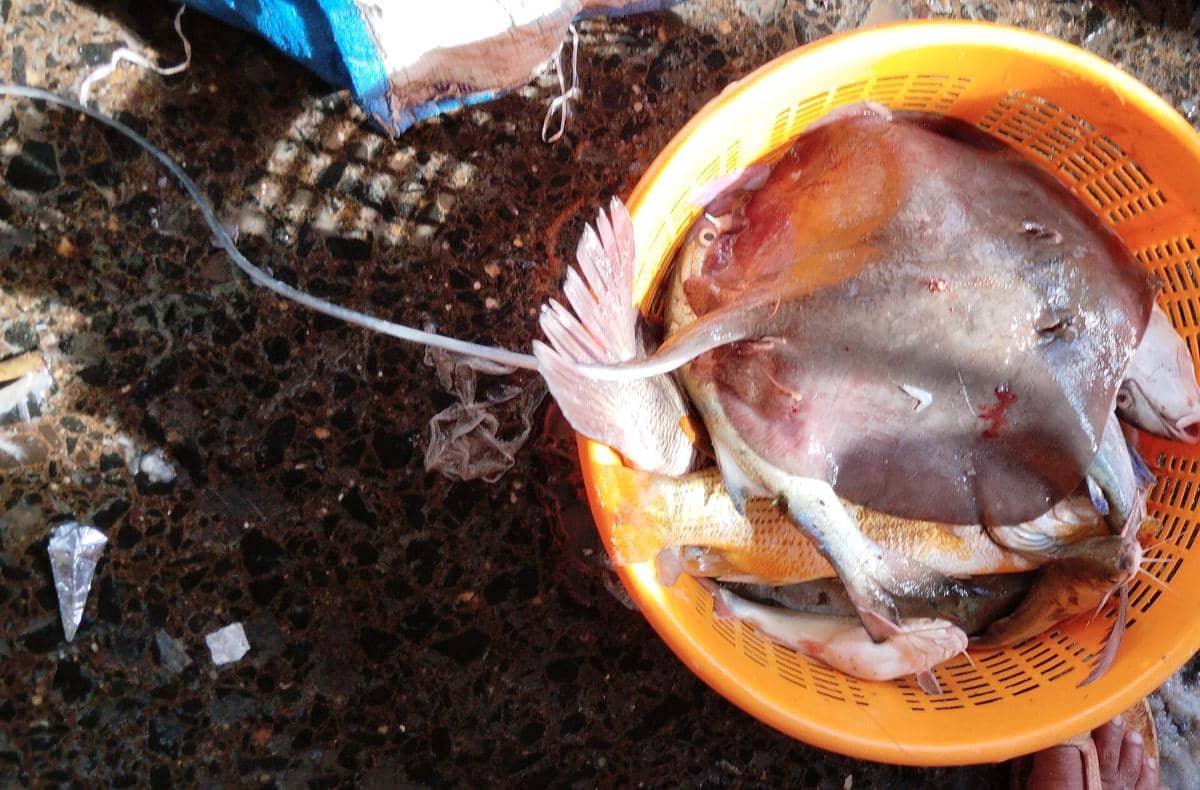 5 Olahan Ikan Pari Unik dan Lezat Khas Berbagai Negara