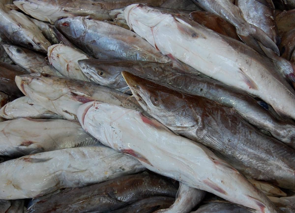 ilustrasi ikan manyung