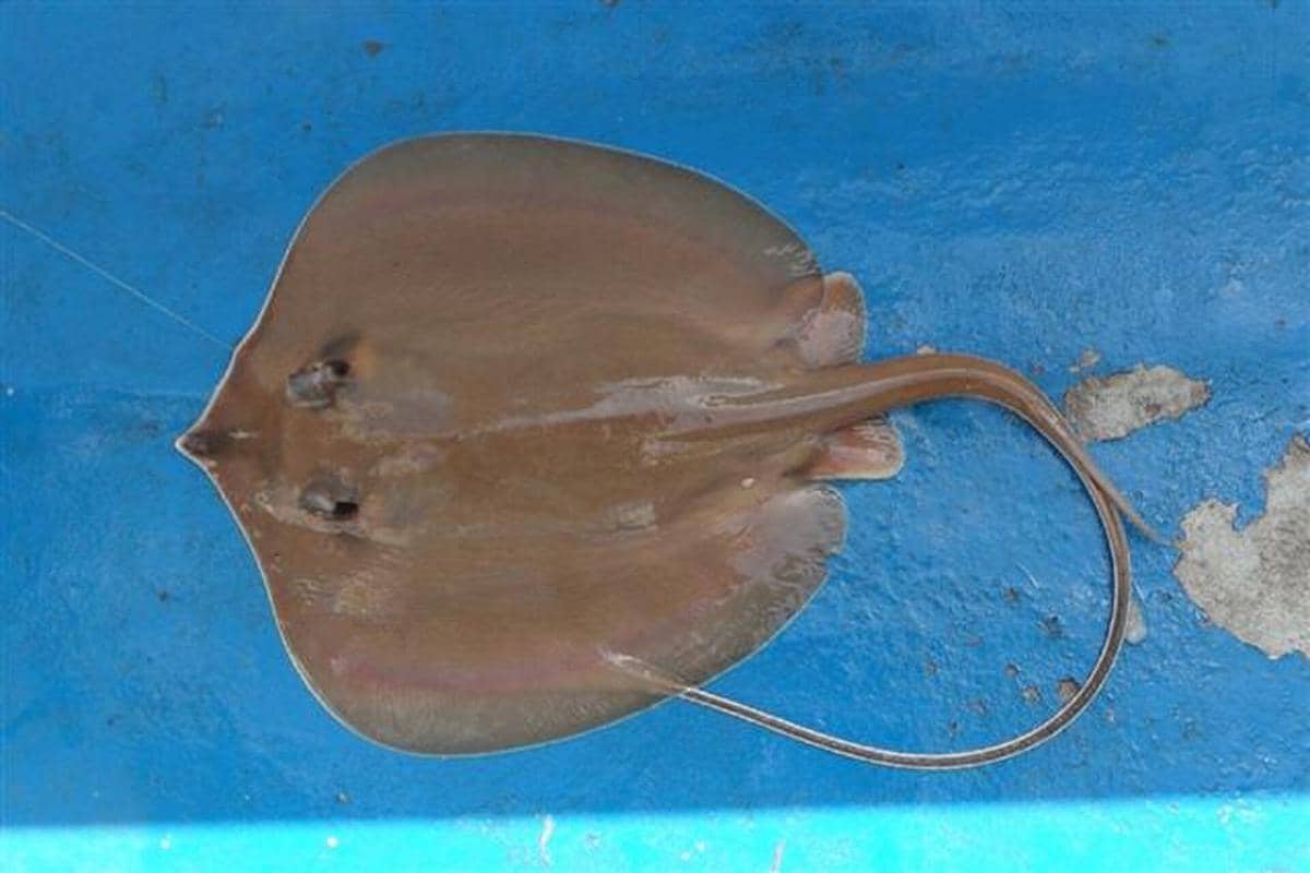 ilustrasi ikan pari