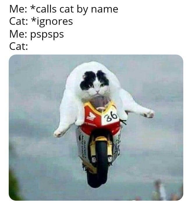 meme memanggil kucing