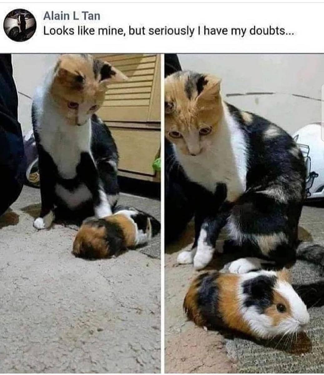 meme kucing bingung