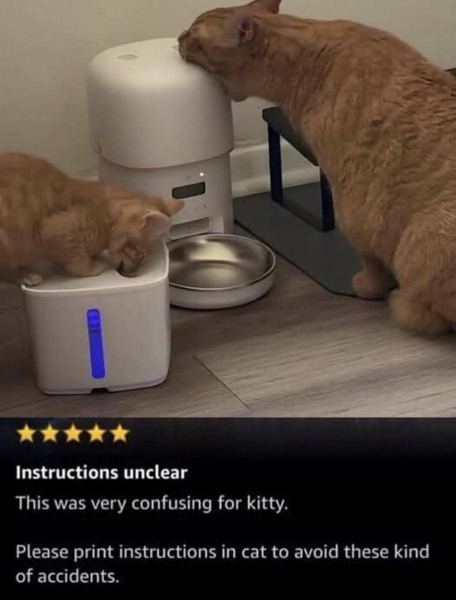 meme kucing bingung