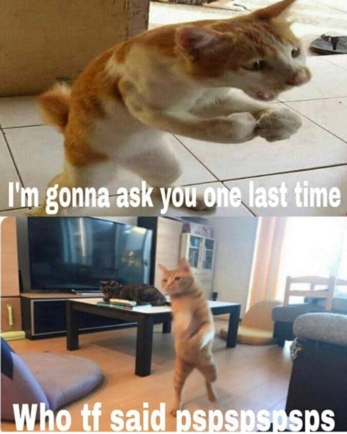 meme memanggil kucing