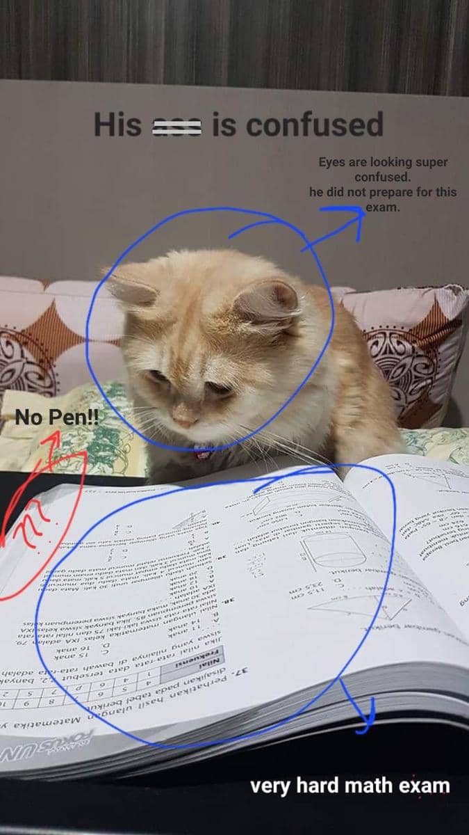 meme kucing bingung