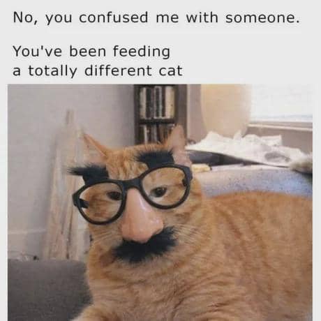 meme kucing bingung