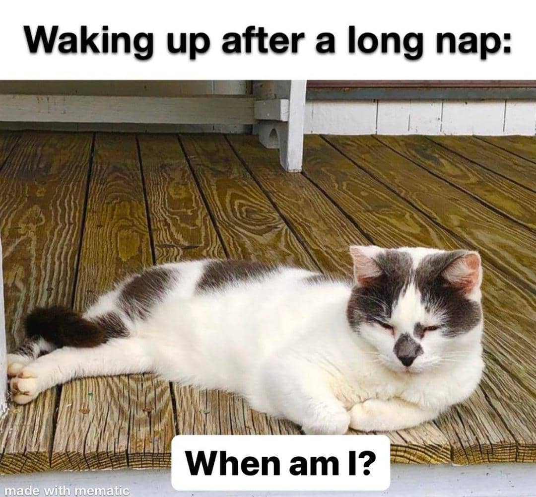 meme kucing bingung