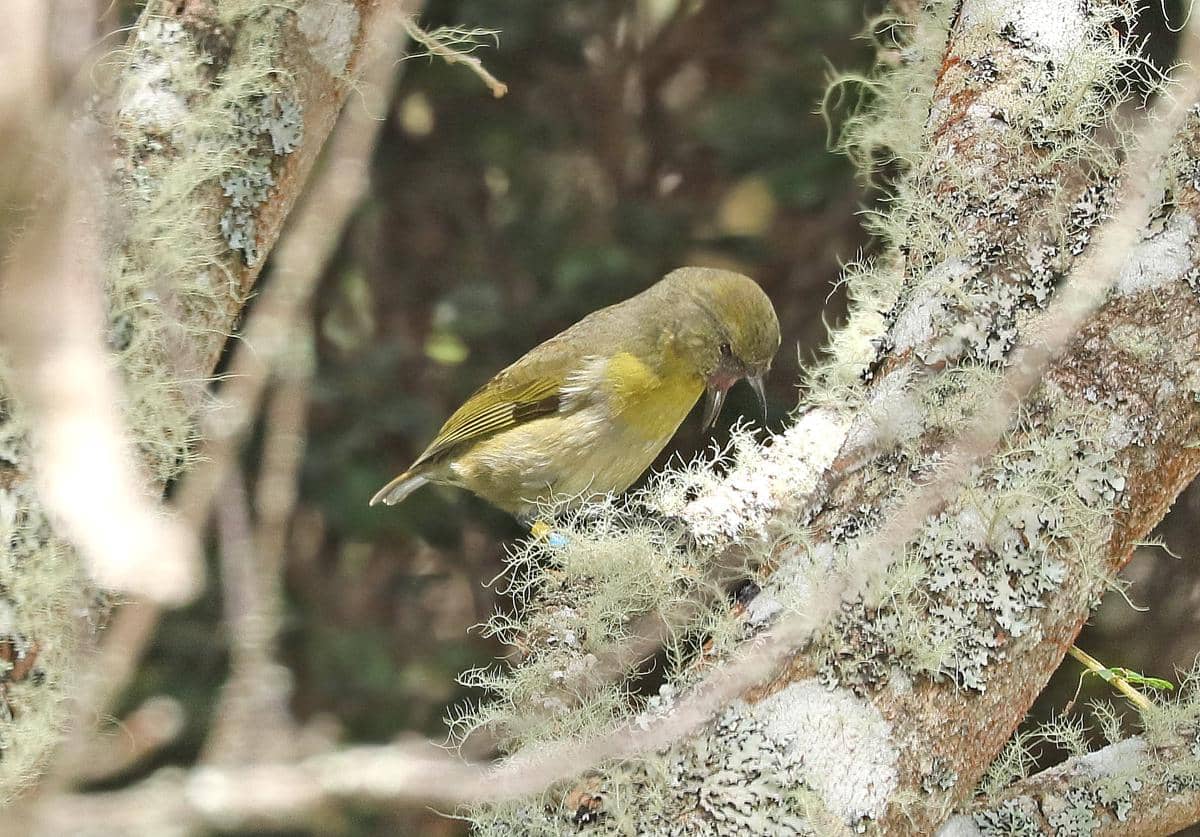 Akiapōlāʻau kini masuk dalam kategori spesies endangered menurut IUCN.