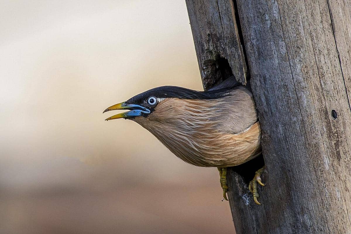 5 Spesies Burung Jalak dari Genus Sturnia, Warnanya Beragam