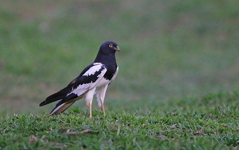 Elang rawa tangling mencari makan di padang rumput.
