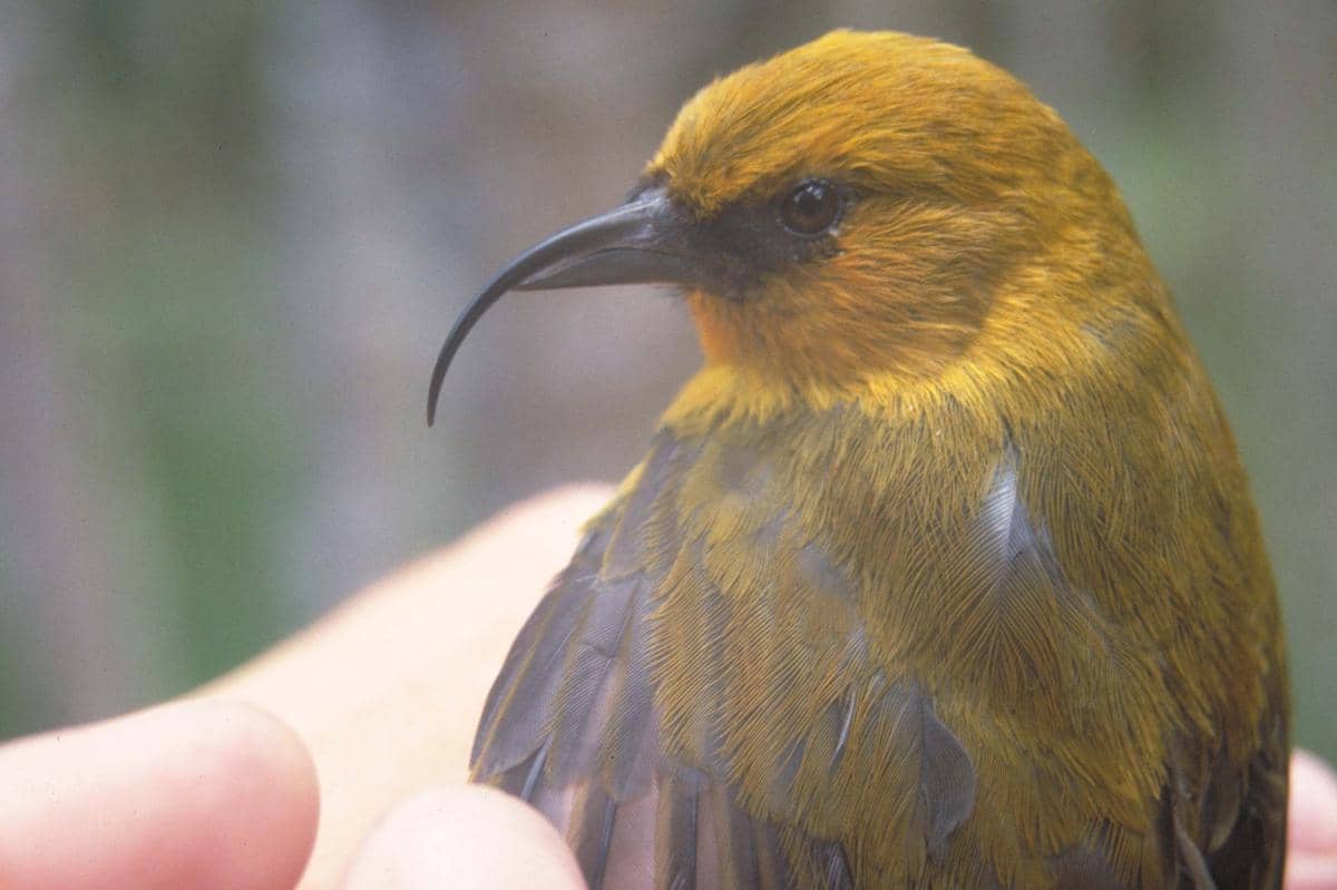 Akiapōlāʻau memiliki bentuk paruh yang unik.