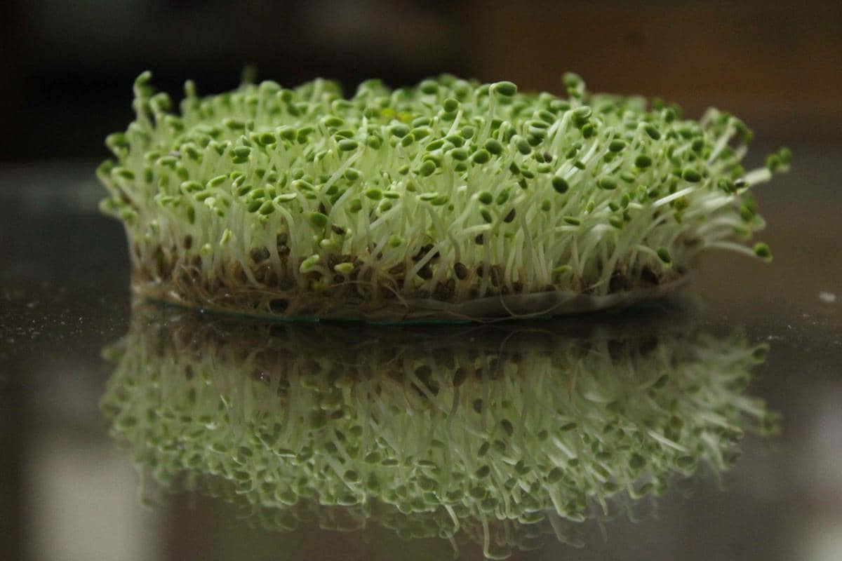 tanaman microgreens 