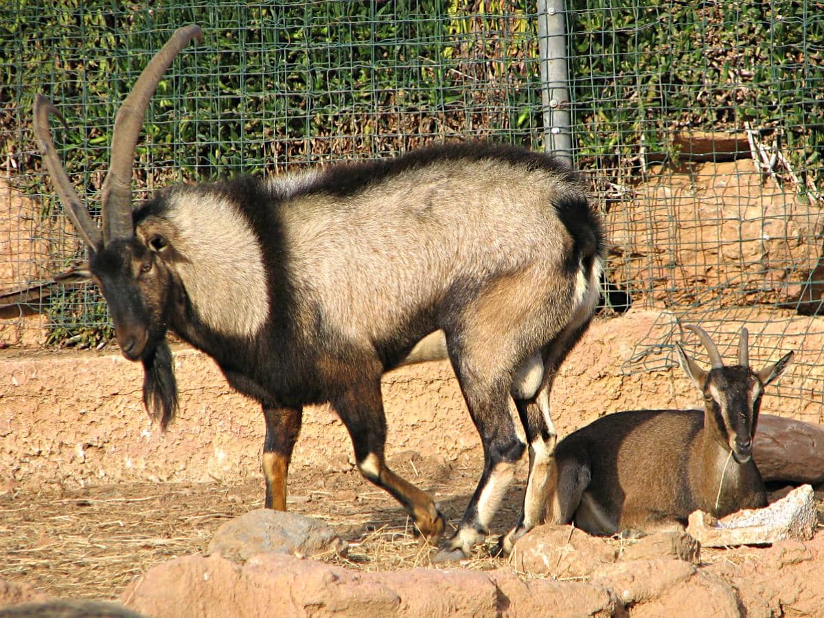5 Fakta Kri-Kri, Kambing Liar Endemik Pulau Kreta di Yunani