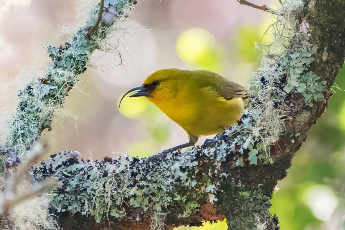 5 Fakta Akiapolaau, Burung Unik yang Berperan Layaknya Pelatuk