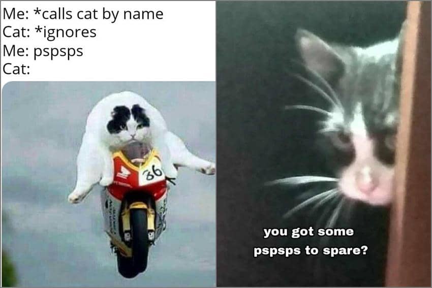 8 Meme Kocak Manggil Kucing, Langsung Noleh!