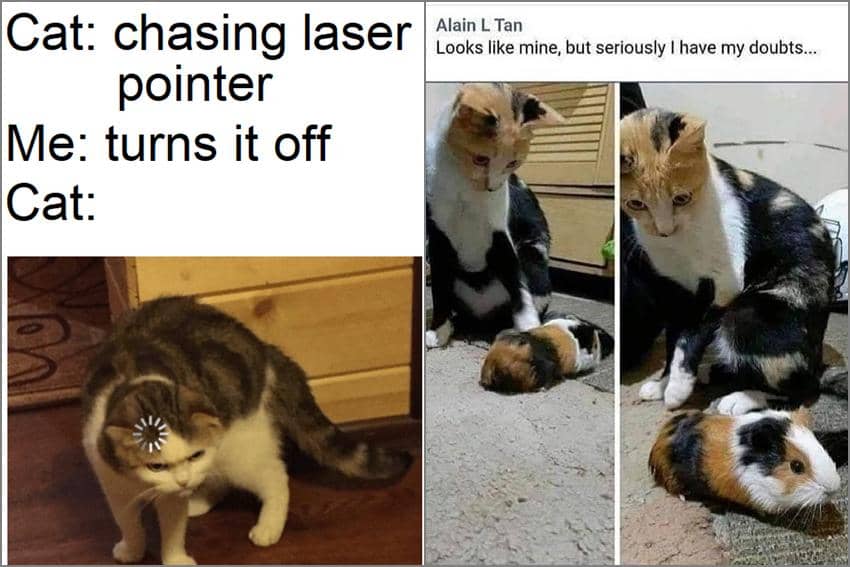 8 Meme Kucing Bingung, Babu Jadi Ikutan Pusing