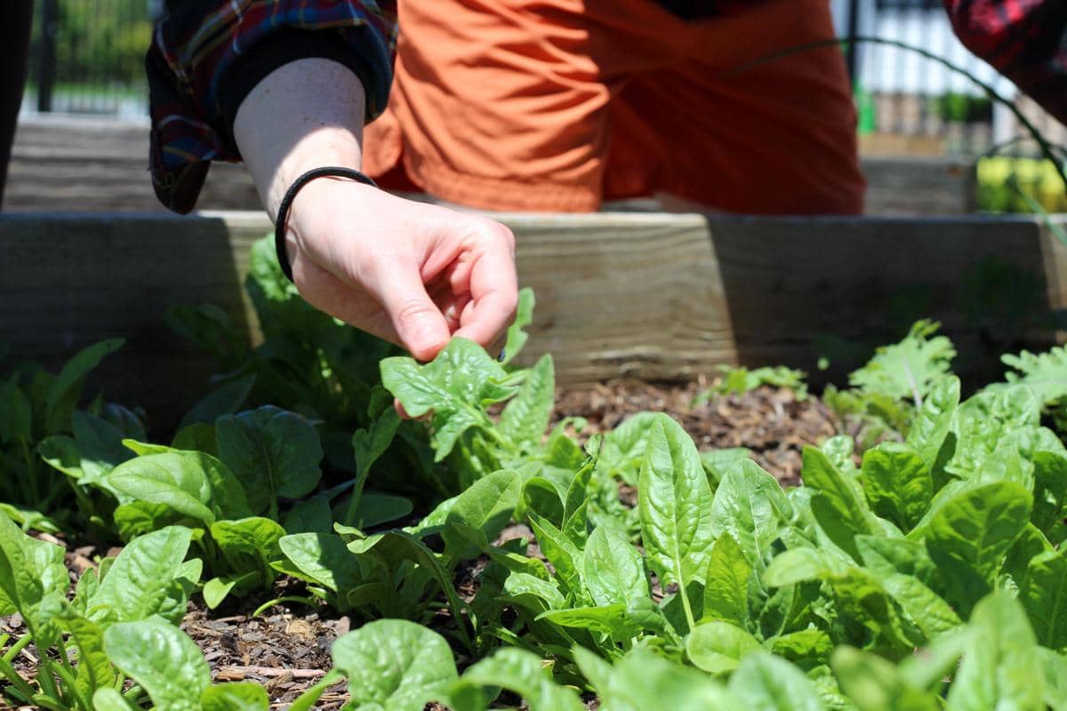 Edible Garden Mulai Digemari, Ini Tanaman yang Cocok untuk Pemula