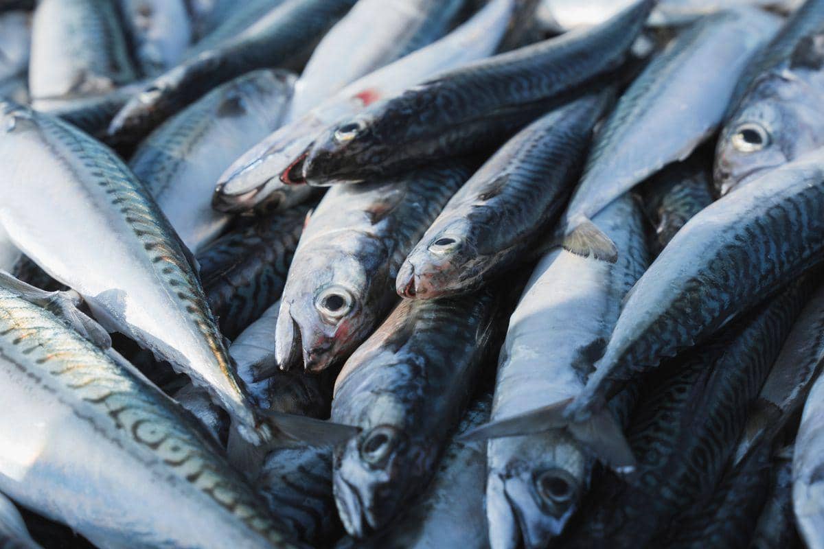 ilustrasi ikan kembung segar