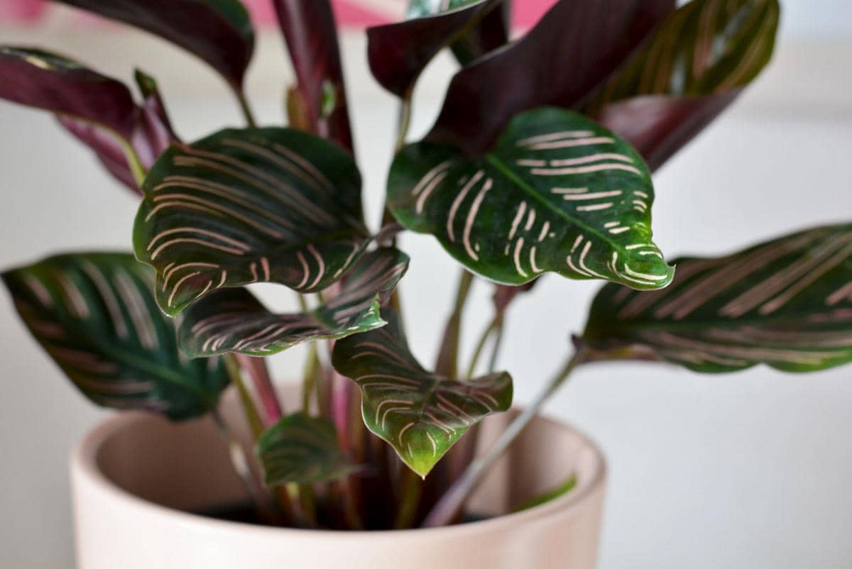 tanaman Calathea
