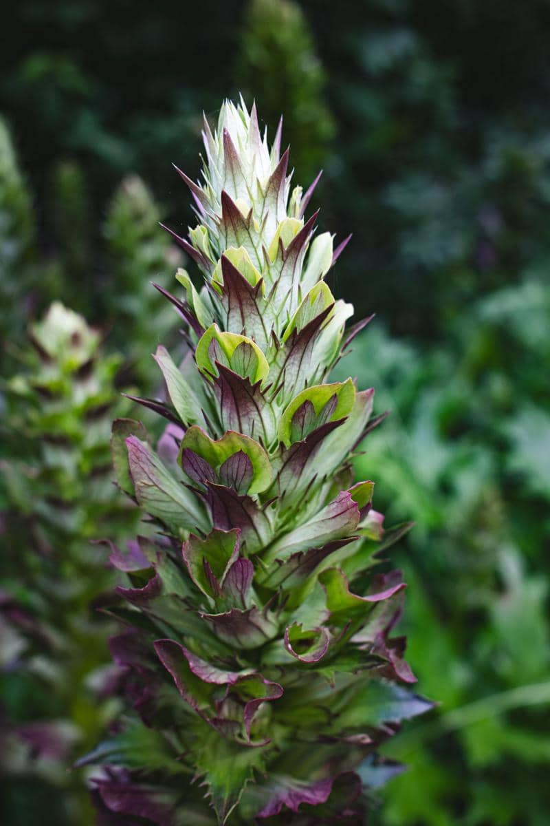 tanaman acanthus mollis
