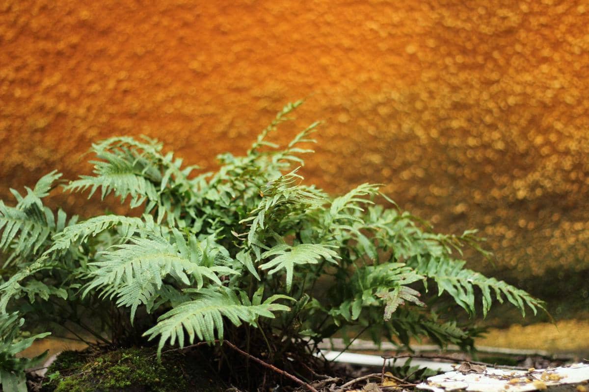 tanaman polypodium vulgare